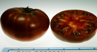 Charakteristika a popis odrůdy rajčat paul robson